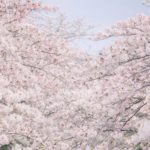 作品「桜織り(Sakura warp and woof)」